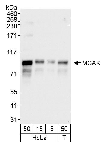 MCAK Antibody in Western Blot (WB)