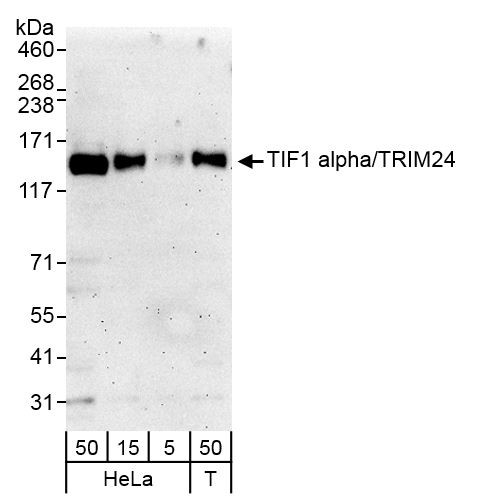 TIF1 Alpha/TRIM24 Antibody in Western Blot (WB)