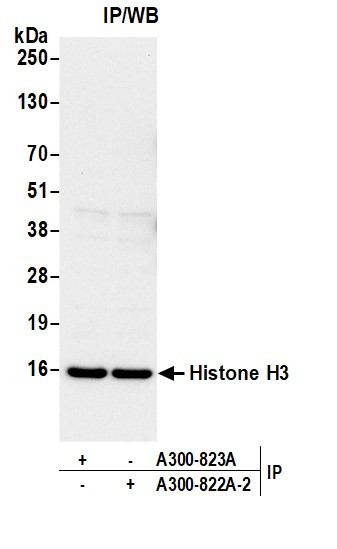 Histone H3 Antibody in Immunoprecipitation (IP)
