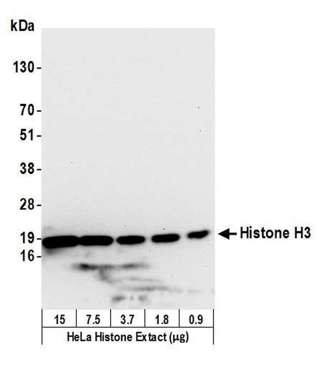 Histone H3 Polyclonal Antibody A300 823A histone-h3-polyclonal-antibody-a300-823a