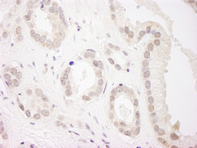 USP34 Antibody in Immunohistochemistry (Paraffin) (IHC (P))