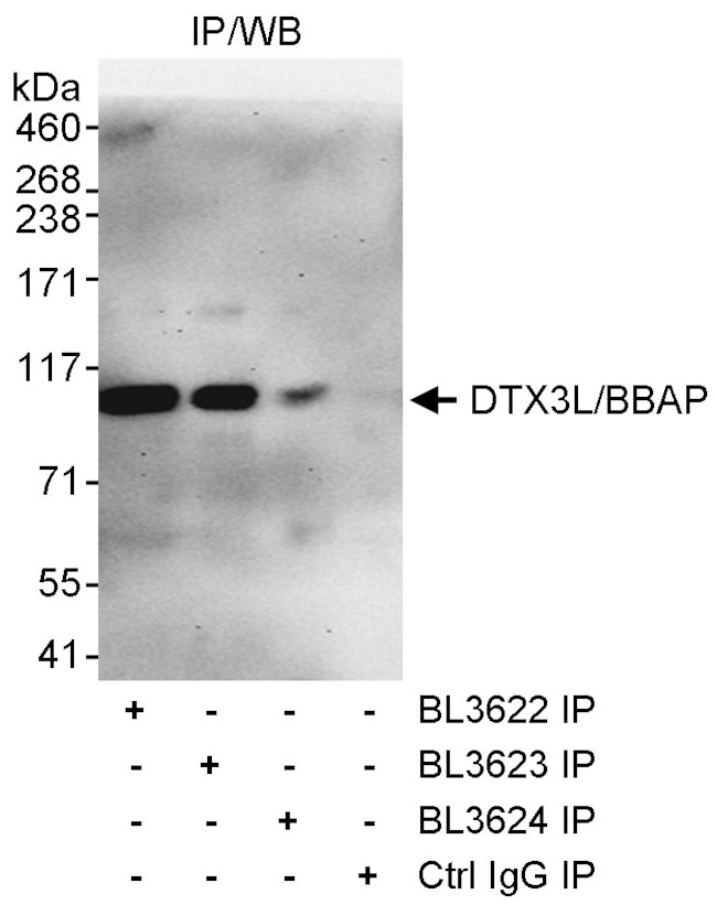 DTX3L/BBAP Antibody in Immunoprecipitation (IP)