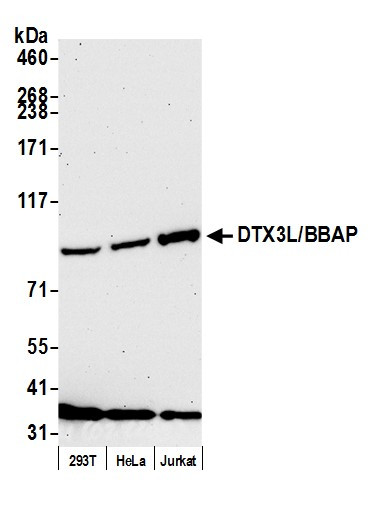 DTX3L/BBAP Antibody in Western Blot (WB)