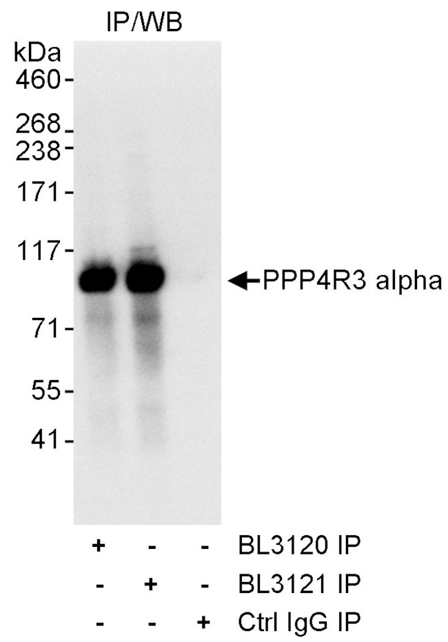 PPP4R3 Alpha Antibody in Immunoprecipitation (IP)
