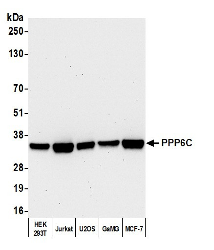 PPP6C Antibody in Western Blot (WB)