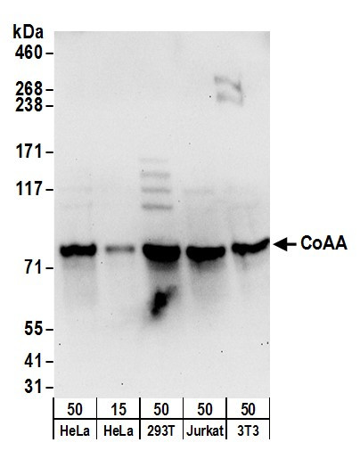 CoAA Antibody in Western Blot (WB)