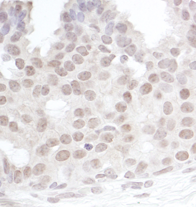 Gemin4 Antibody in Immunohistochemistry (Paraffin) (IHC (P))