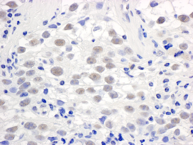PELP1/MNAR Antibody in Immunohistochemistry (Paraffin) (IHC (P))
