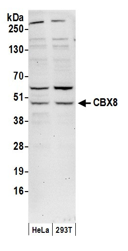 CBX8 Antibody in Western Blot (WB)