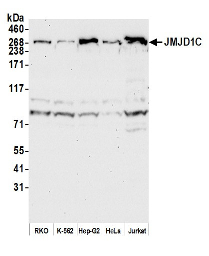 JMJD1C Antibody in Western Blot (WB)