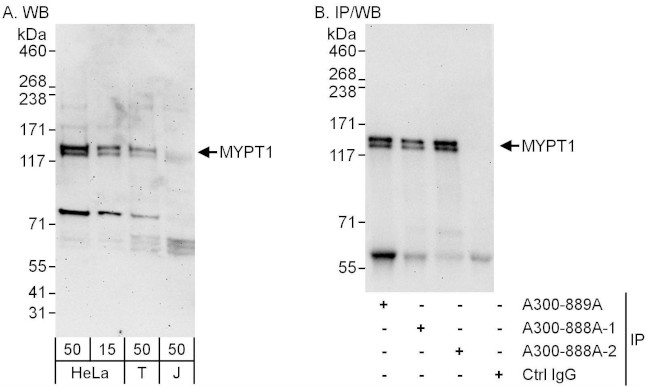 MYPT1 Antibody in Western Blot (WB)