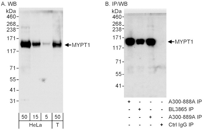 MYPT1 Antibody in Western Blot (WB)