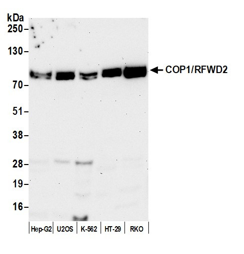 COP1/RFWD2 Antibody in Western Blot (WB)