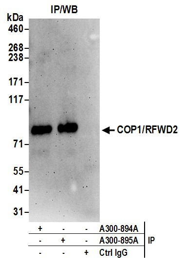 COP1/RFWD2 Antibody in Immunoprecipitation (IP)