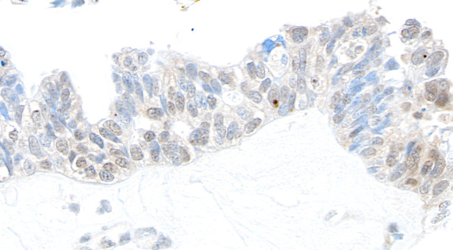 USP10 Antibody in Immunohistochemistry (Paraffin) (IHC (P))