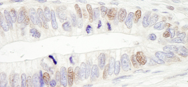 USP10 Antibody in Immunohistochemistry (Paraffin) (IHC (P))