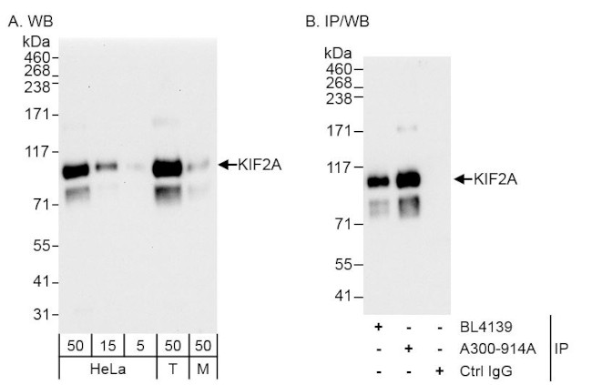 KIF2A Antibody in Western Blot (WB)