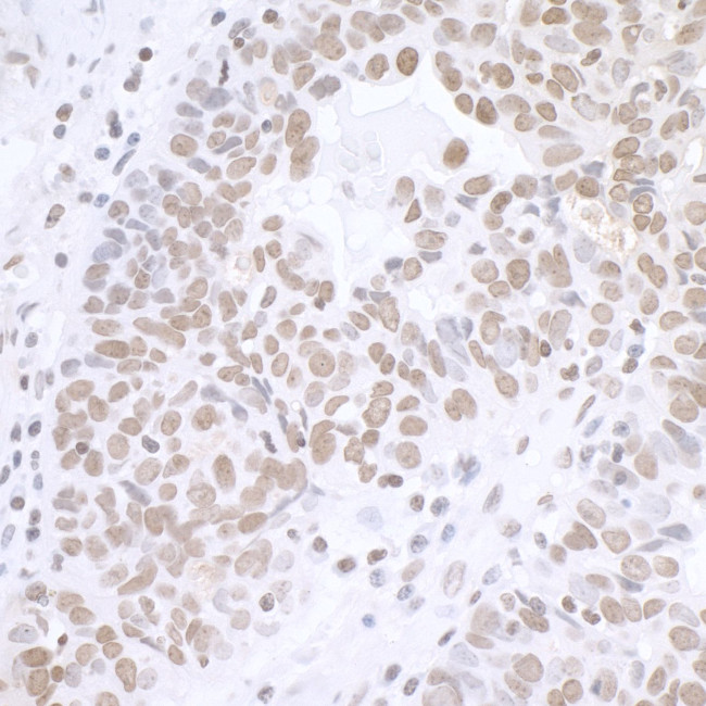 BCAS2 Antibody in Immunohistochemistry (Paraffin) (IHC (P))