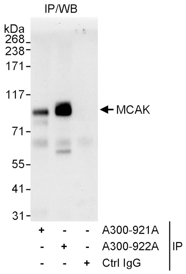 MCAK Antibody in Immunoprecipitation (IP)