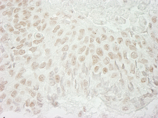 USP37 Antibody in Immunohistochemistry (Paraffin) (IHC (P))
