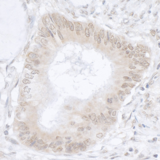 USP36/DUB1 Antibody in Immunohistochemistry (Paraffin) (IHC (P))