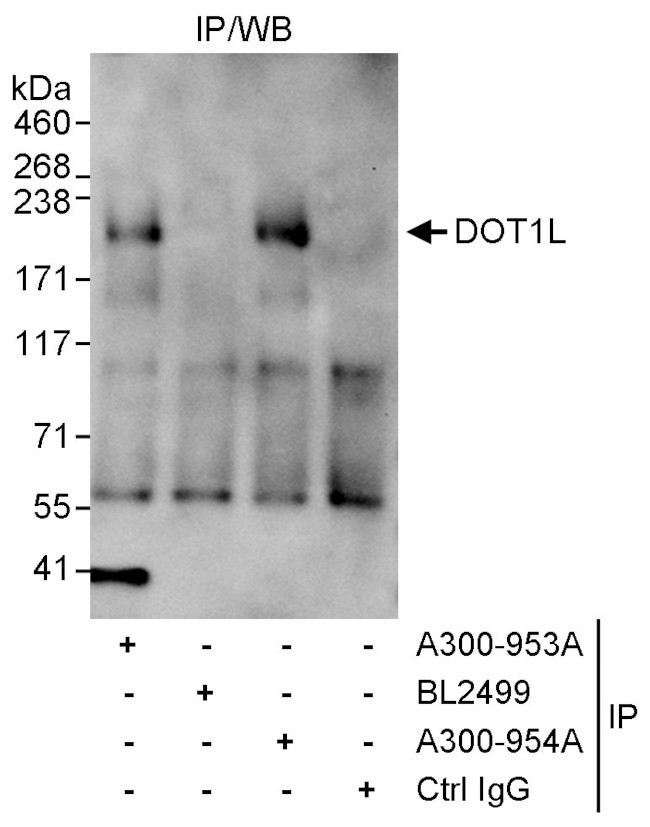 DOT1L Antibody in Immunoprecipitation (IP)