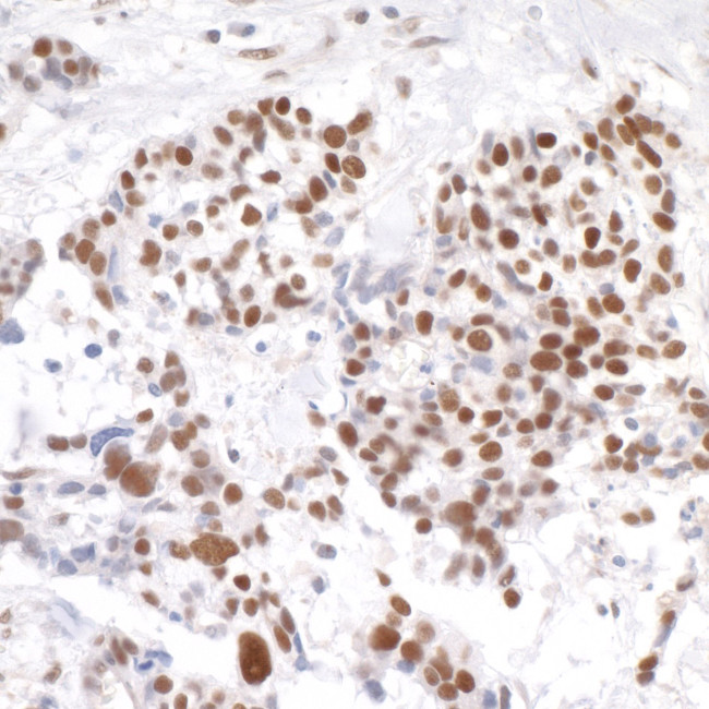 Timeless Antibody in Immunohistochemistry (Paraffin) (IHC (P))