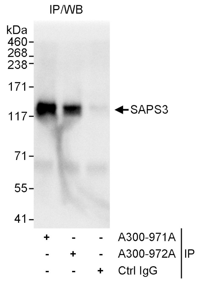 SAPS3 Antibody in Immunoprecipitation (IP)