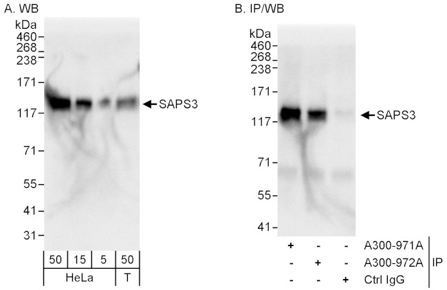 SAPS3 Antibody in Western Blot (WB)