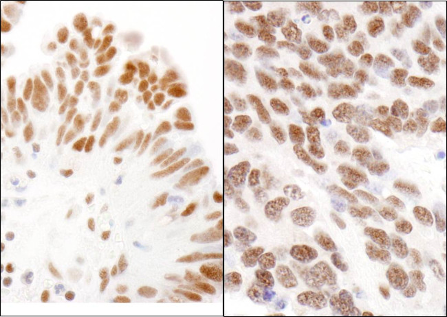 CBX3 Antibody in Immunohistochemistry (Paraffin) (IHC (P))