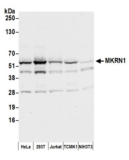 MKRN1 Antibody in Western Blot (WB)
