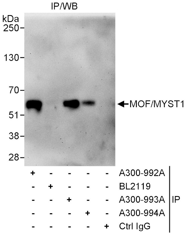 MOF/MYST1 Antibody in Immunoprecipitation (IP)
