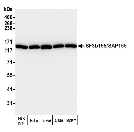 SF3b155/SAP155 Antibody in Western Blot (WB)