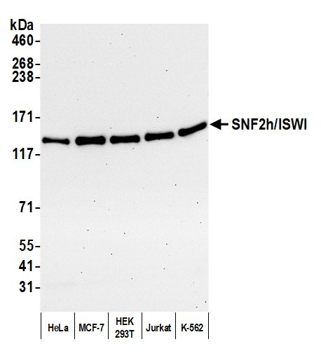 SNF2h/ISWI Antibody in Western Blot (WB)