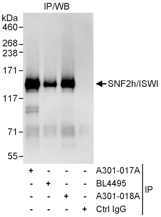 SNF2h/ISWI Antibody in Immunoprecipitation (IP)