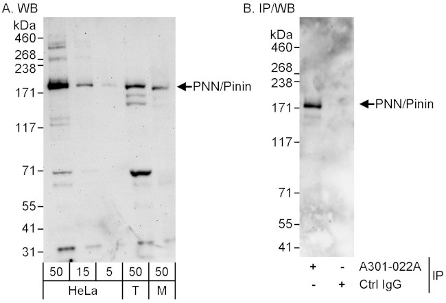 PNN/Pinin Antibody in Western Blot (WB)