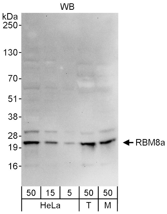 RBM8a Antibody in Western Blot (WB)