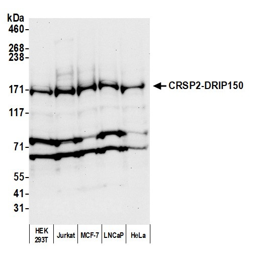 CRSP2/DRIP150 Antibody in Western Blot (WB)