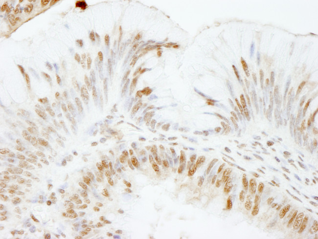 USP47 Antibody in Immunohistochemistry (Paraffin) (IHC (P))
