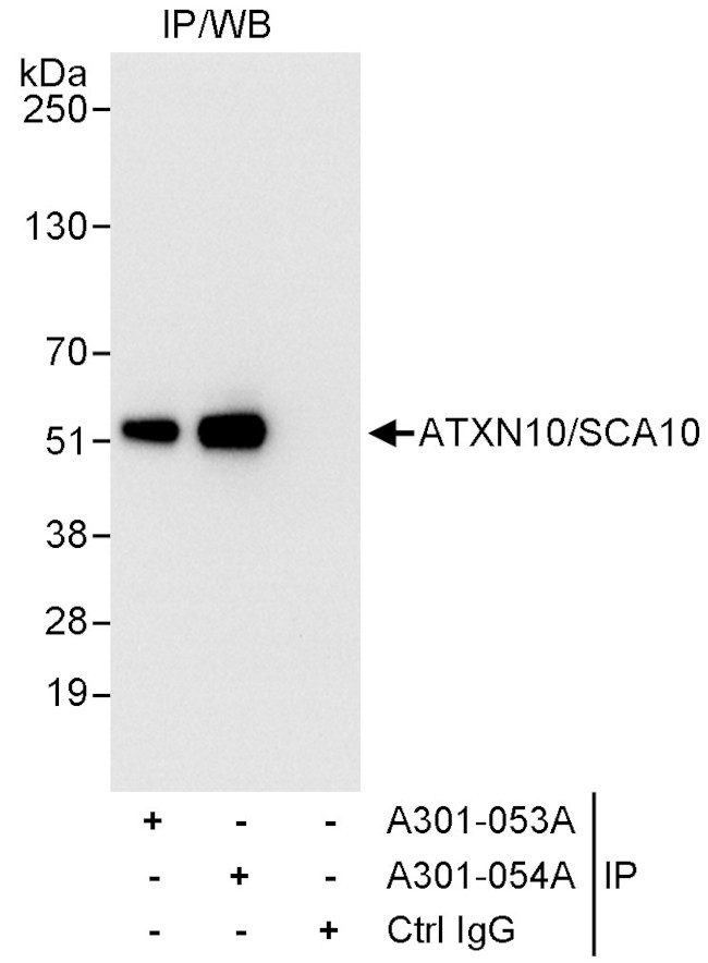 ATXN10/SCA10 Antibody in Immunoprecipitation (IP)