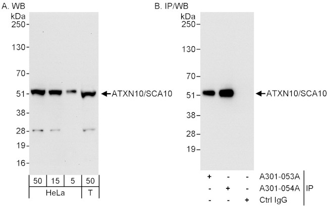 ATXN10/SCA10 Antibody in Western Blot (WB)