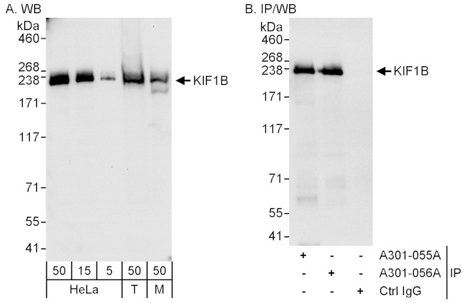 KIF1B Antibody in Western Blot (WB)