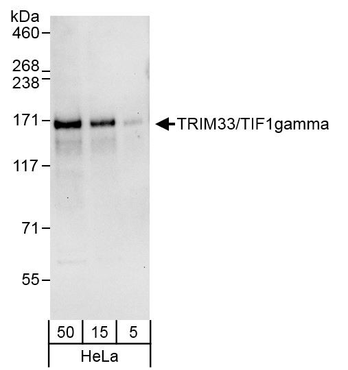 TRIM33/TIF1gamma Antibody in Western Blot (WB)