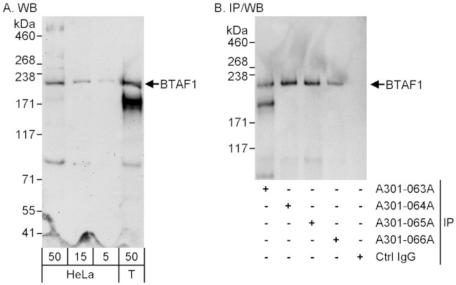 BTAF1 Antibody in Western Blot (WB)
