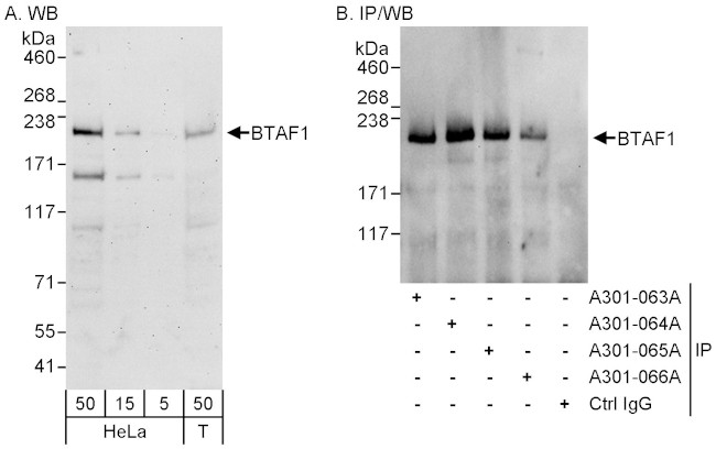 BTAF1 Antibody in Western Blot (WB)