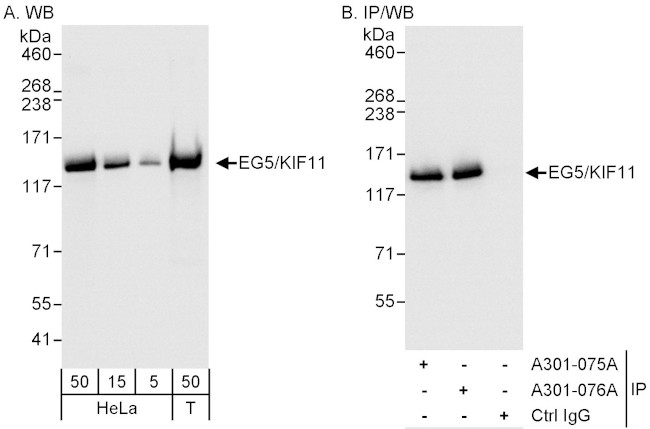EG5/KIF11 Antibody in Western Blot (WB)