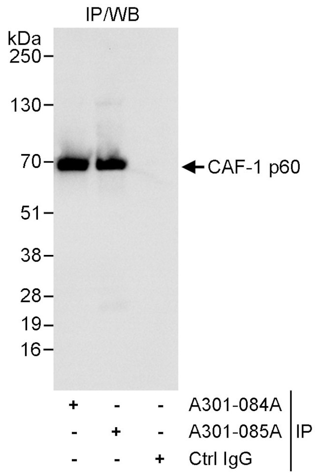 CAF-1 p60 Antibody in Western Blot (WB)