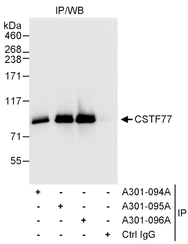 CSTF77 Antibody in Immunoprecipitation (IP)