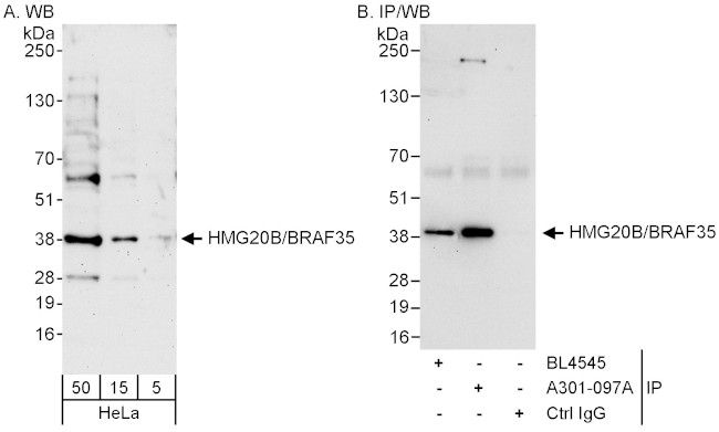 HMG20B/BRAF35 Antibody in Western Blot (WB)