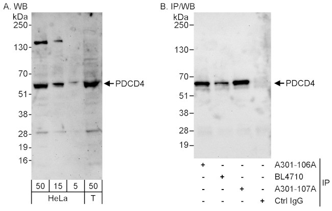 PDCD4 Antibody in Western Blot (WB)